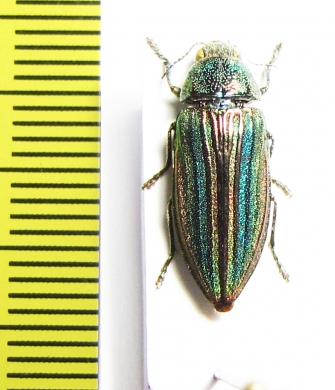 Cypriacis striata  Canada - INSECTS-STORE.RU