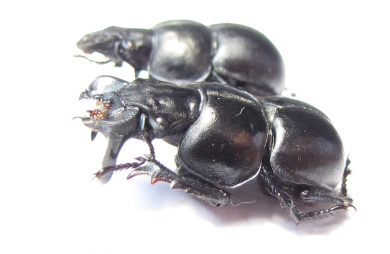 Lethrus bajsuntavicus, pair  Uzbekistan - INSECTS-STORE.RU