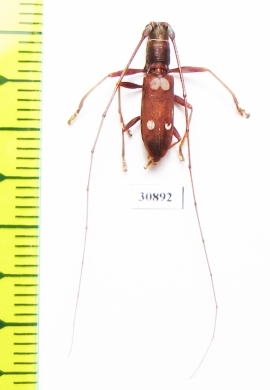 Olenecamptus bilobus  Australia - INSECTS-STORE.RU