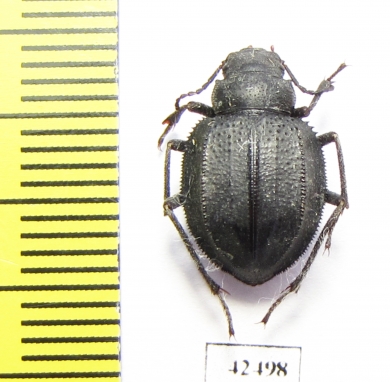 Podhomala serrata  Kazakhstan - INSECTS-STORE.RU