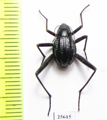 Tenebrionidae sp.  South Africa Rep. - INSECTS-STORE.RU