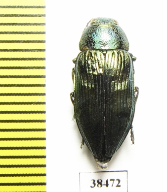 Buprestis rustica  Turkey, Rize prov. - INSECTS-STORE.RU