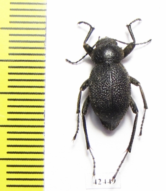 Lasiostola grandis elongata  Iran, Khorasan prov. - INSECTS-STORE.RU