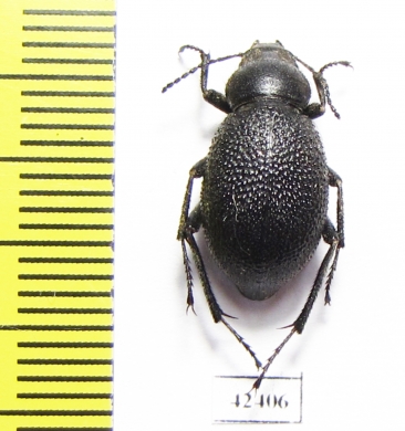 Lasiostola grandis elongata  Iran, Khorasan prov. - INSECTS-STORE.RU