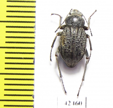 Lasiostola machnovskii  Tajikistan - INSECTS-STORE.RU