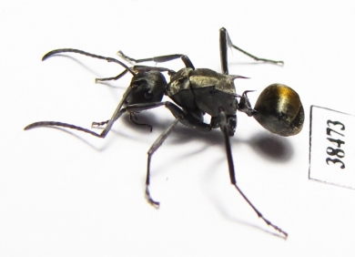 Formicidae sp.  Australia - INSECTS-STORE.RU