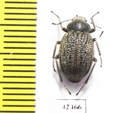 Lasiostola machnovskii  Tajikistan - INSECTS-STORE.RU