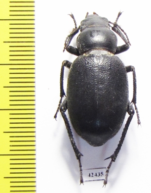 Pimeliocnera gebieni  Tajikistan - INSECTS-STORE.RU