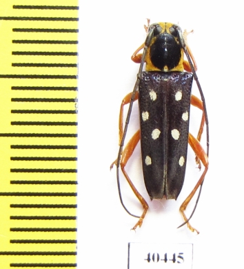 Glenea amboynica  Indonesia, Seram isl. - INSECTS-STORE.RU