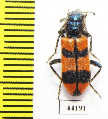 Trichodes sp.  Turkey, Hakkari prov. - INSECTS-STORE.RU