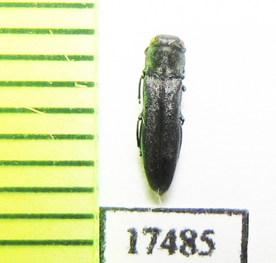 Agrilus sp.  Russia, Siberia - INSECTS-STORE.RU