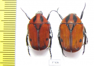 Atrichiana placida ssp.  South Africa Rep. - INSECTS-STORE.RU