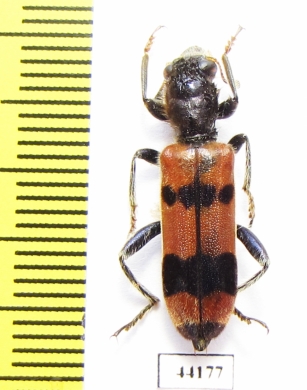 Trichodes longissimus  Turkey, Van prov. - INSECTS-STORE.RU