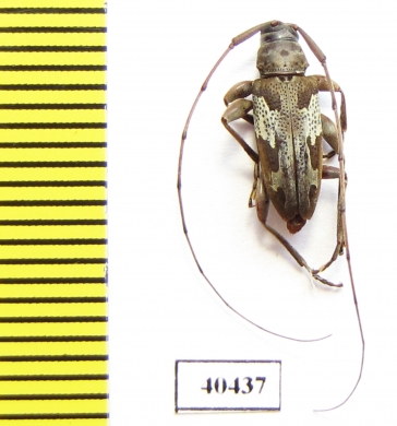 Nyssodrysternum signiferum  Peru - INSECTS-STORE.RU