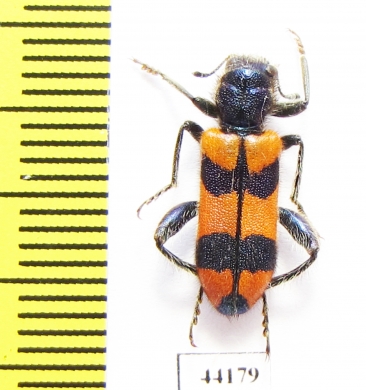 Trichodes sp.  Turkey, Hakkari prov. - INSECTS-STORE.RU