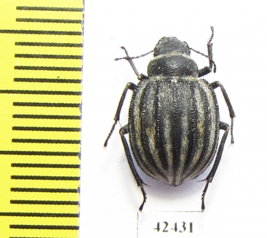 Pterocoma balchashense  Kazakhstan - INSECTS-STORE.RU