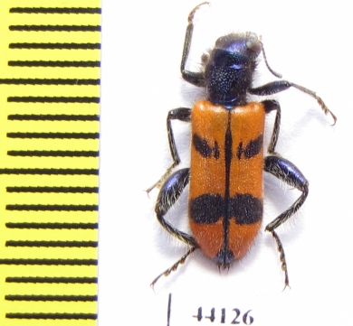 Trichodes sp.  Turkey, Hakkari prov. - INSECTS-STORE.RU