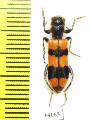 Trichodes longissimus  Turkey, Van prov. - INSECTS-STORE.RU