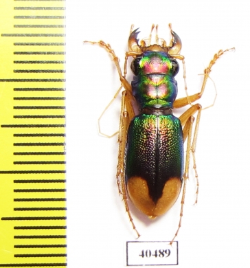 Megacephala euphratica Iran, Khuzestan prov. - INSECTS-STORE.RU