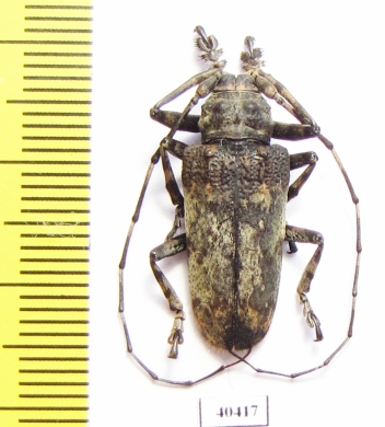 Cerambycidae sp., Thailand - INSECTS-STORE.RU