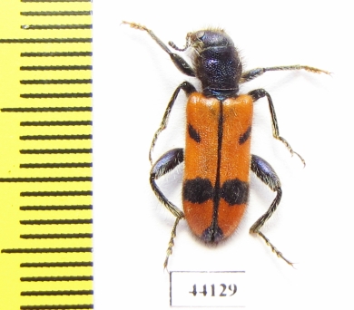 Trichodes sp.  Turkey, Hakkari prov. - INSECTS-STORE.RU