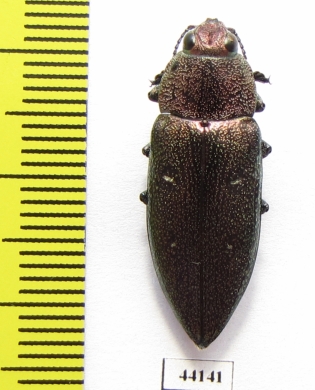 Chalcophorella stigmatica  Turkey - INSECTS-STORE.RU