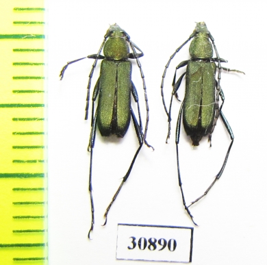 Cerambycidae sp.  Argentina - INSECTS-STORE.RU