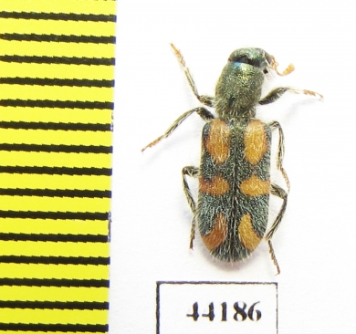 Trichodes sp.  Turkey, Van prov. - INSECTS-STORE.RU