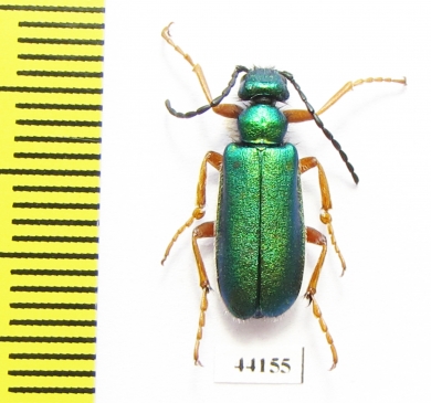 Teratolytta flavipes  Turkey, Van prov. - INSECTS-STORE.RU