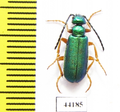 Teratolytta flavipes  Turkey, Van prov. - INSECTS-STORE.RU