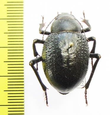 Pisterotarsa gigantea  Kazakhstan - INSECTS-STORE.RU