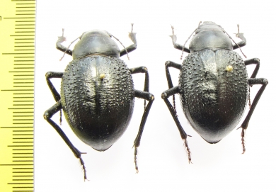 Pisterotarsa gigantea, pair  Uzbekistan - INSECTS-STORE.RU