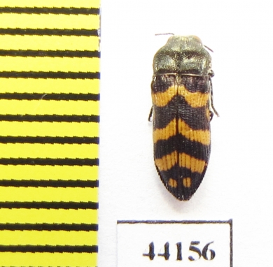 Acmaeoderella sp.  Turkey, Van prov. - INSECTS-STORE.RU