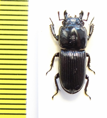 Figulus binodulus  Japan - INSECTS-STORE.RU