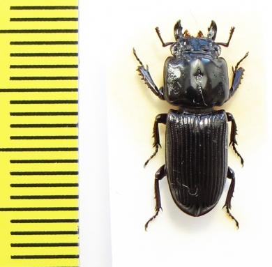 Figulus binodulus  Japan - INSECTS-STORE.RU