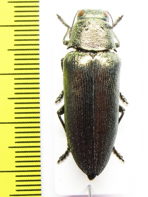 Buprestidae sp.  Mexico - INSECTS-STORE.RU