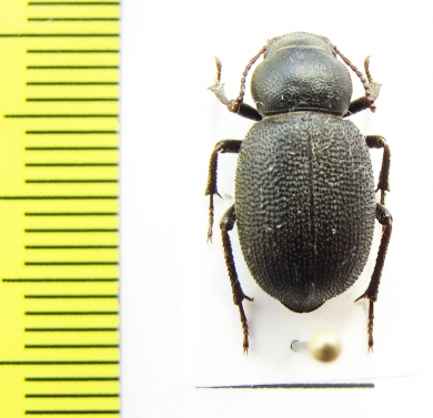 Pseudopachyscelis pygmaea  Uzbekistan - INSECTS-STORE.RU