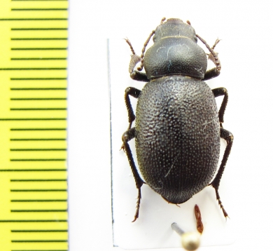 Pseudopachyscelis pygmaea  Uzbekistan - INSECTS-STORE.RU