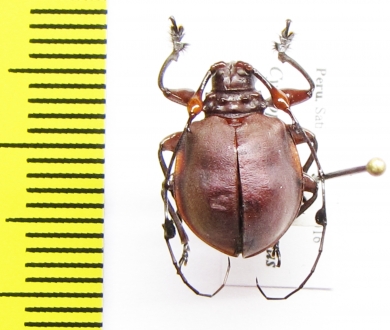 Cyclopeplus peruvianus  Peru - INSECTS-STORE.RU