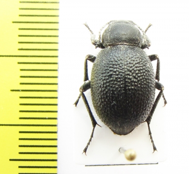 Lasiostola grandis elongata  Iran, Khorasan prov. - INSECTS-STORE.RU