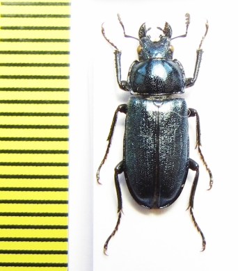 Platycerus primigenius  Georgia - INSECTS-STORE.RU