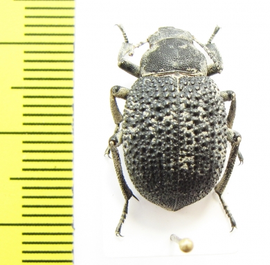 Pachyscelis sp.  Iran, Semnan prov. - INSECTS-STORE.RU