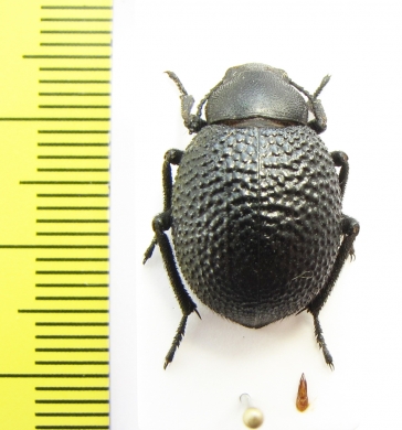 Pachyscelis sp.  Iran, Hamadan prov. - INSECTS-STORE.RU