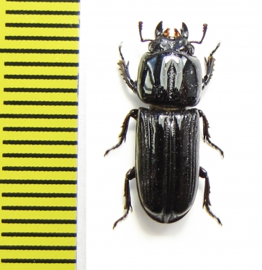 Figulus sp.  Zambia - INSECTS-STORE.RU