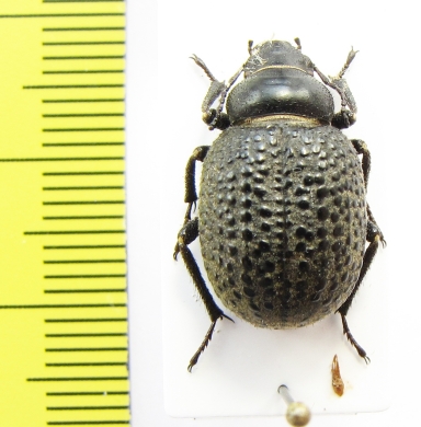 Pachyscelis metopotapha  Iran, Golestan prov. - INSECTS-STORE.RU