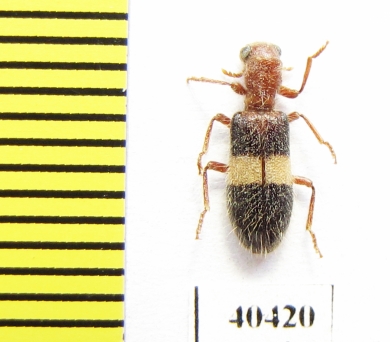 Cleridae sp.  Iran, Boyer-Ahmad prov. - INSECTS-STORE.RU