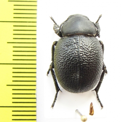 Pachyscelis chrysomeloides  Lebanon - INSECTS-STORE.RU