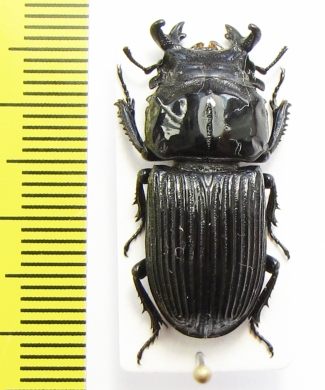 Nigidius divergens  Zambia  27mm - INSECTS-STORE.RU
