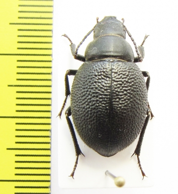 Pimelipachys laevicollis  Kazakhstan - INSECTS-STORE.RU