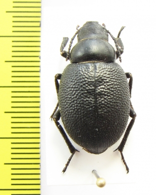 Pimelipachys laevicollis  Kazakhstan - INSECTS-STORE.RU